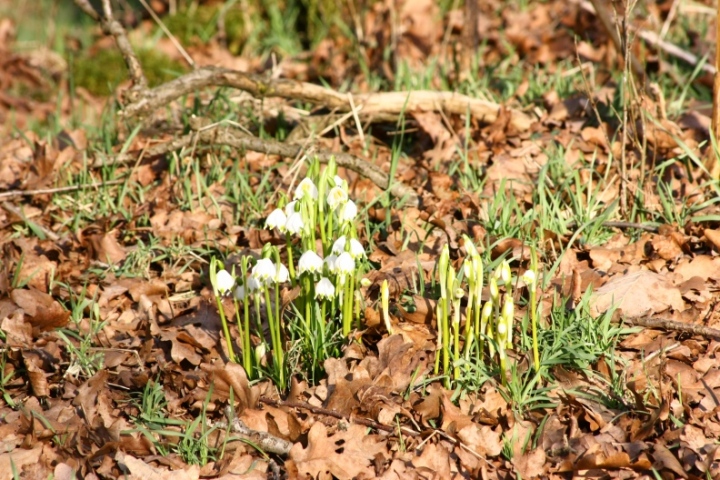 bucaneve? no, Leucojum vernum